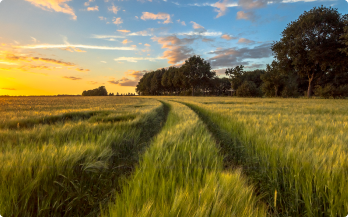 Tasaciones agrícolas