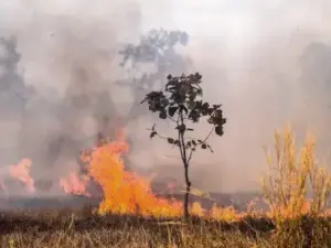 Incendio forestal