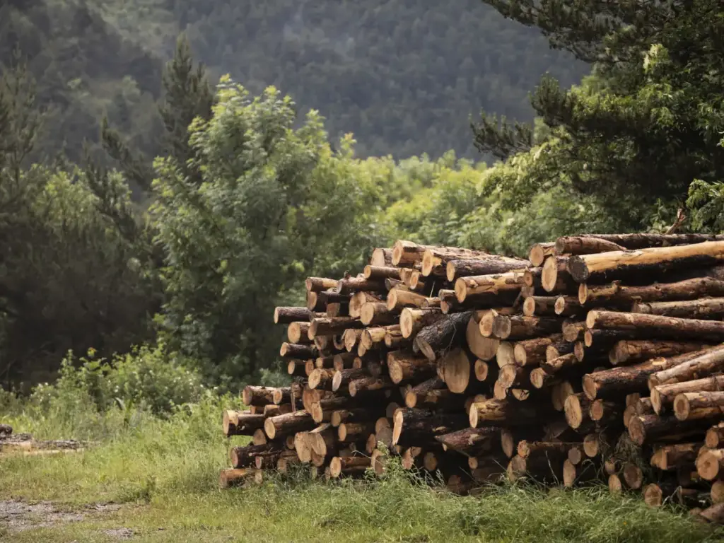 Tasaciones forestales