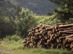 Tasaciones forestales