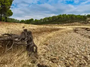 Terreno agrícola